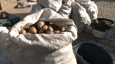 картопля, мішки