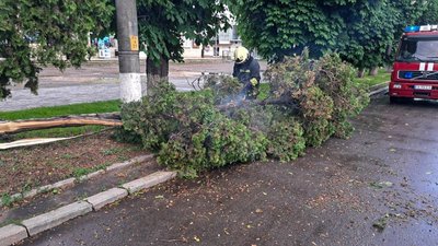 ДСНСники прибирають дерево у Черкасах