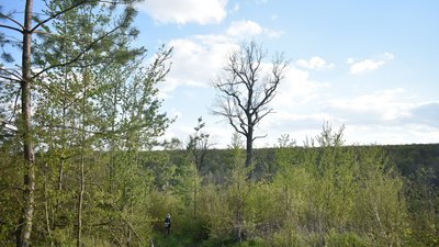 "Дуб Гордій", який росте в угіддях Цибулівського лісництва
