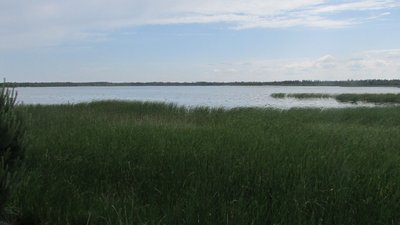 Пуща Радзівіла: на Рівненщині створять ще один національний природний парк