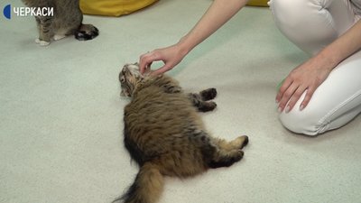 Як виживають 17 котів в одному з кафе Черкас Як виживають 17 котів в одному з кафе Черкас