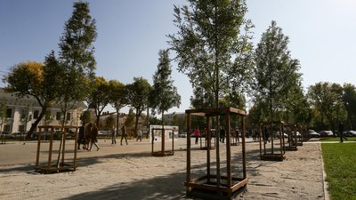 Дерева замість квітів. У Києві влаштують флешмоб з озеленення територій біля шкіл