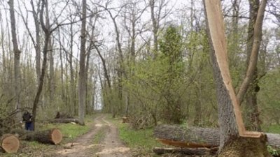 Зрубані дерева в лісі