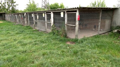 У притулку на Рівненщині облаштовують місця для евакуйованих тварин з Херсонщини У притулку на Рівненщині облаштовують місця для евакуйованих тварин з Херсонщини