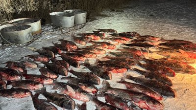 Товстолоб, риба, порушник, рибпатруль