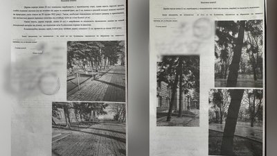Вирубка ялин біля будівлі Миколаївської міської ради. Що відомо Вирубка ялин біля будівлі Миколаївської міської ради. Що відомо