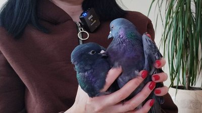 "Вони на вулиці будуть приречені": зооволонтерка з Вінниччини знайшла прихисток двом голубам "Вони на вулиці будуть приречені": зооволонтерка з Вінниччини знайшла прихисток двом голубам