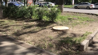 Спиляне дерево біля закладу Спиляне дерево біля закладу
