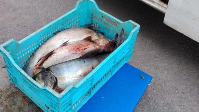 Риба, продаж, Дніпро