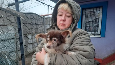 У Дніпрі притулок “Мяв-Гав” прихистив тварин із зони бойових дій У Дніпрі притулок “Мяв-Гав” прихистив тварин із зони бойових дій