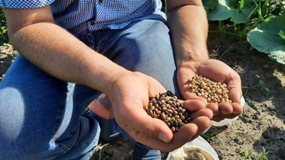 "Дивом вціліла". На Харківщині проросло врятоване насіння сої з розбитого РФ Інституту рослинництва "Дивом вціліла". На Харківщині проросло врятоване насіння сої з розбитого РФ Інституту рослинництва
