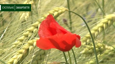 Поле маків цвіте біля Ужгорода на Закарпатті Поле маків цвіте біля Ужгорода на Закарпатті