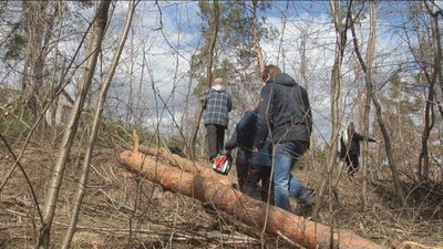 І сухостійні, і здорові. У сосновому парку Барського масиву вирізають дерева І сухостійні, і здорові. У сосновому парку Барського масиву вирізають дерева