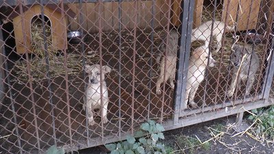 Ситуація критична. У Калуші збільшиться кількість безпритульних собак Ситуація критична. У Калуші збільшиться кількість безпритульних собак