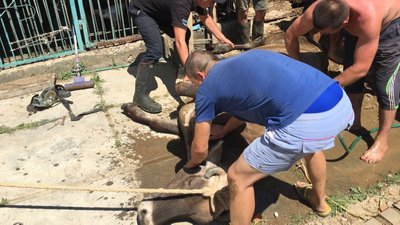 На Закарпатті рятувальники витягнули корову з вигрібної ями На Закарпатті рятувальники витягнули корову з вигрібної ями