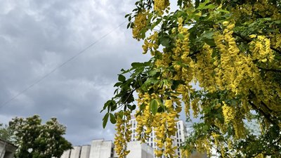 хмари, дерево, жовтий цвіт