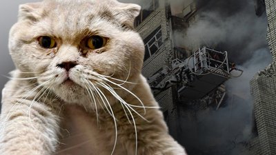 У Харкові врятували кішку