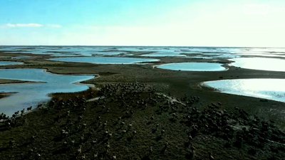 На Херсонщині на Джарилгачі перерахували диких тварин і птахів На Херсонщині на Джарилгачі перерахували диких тварин і птахів