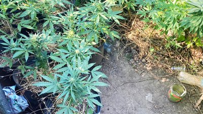 У Миколаєві чоловік вирощував 180 кущів коноплі та зберігав 0,5 кг канабісу — поліція
