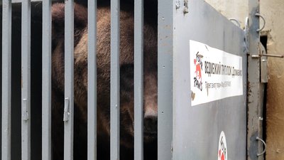 У притулок "Домажир" на Львівщині привезли нову ведмедицю У притулок "Домажир" на Львівщині привезли нову ведмедицю