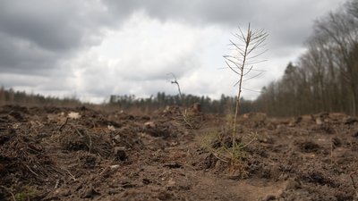 У вінницьких лісгоспах планують висадити 5 мільйонів сіянців за 2 тижні
