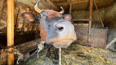 Корова з приватного господарства в селі Людвище Корова з приватного господарства в селі Людвище