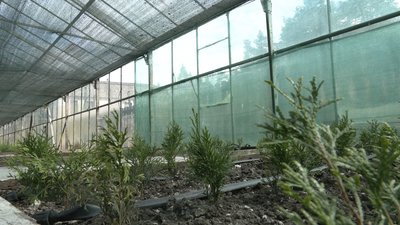 Лісівники висаджують сосни у коробах Лісівники висаджують сосни у коробах