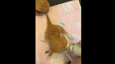 Котики Котики