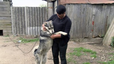 Господарює з донькою і створює картини: волинянка чекає з війни трьох синів Господарює з донькою і створює картини: волинянка чекає з війни трьох синів