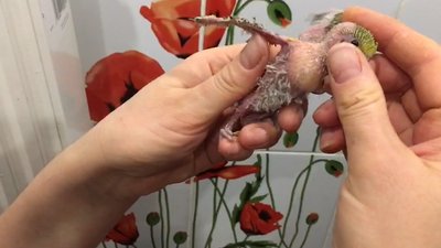 50 папуг, яких викинули у лісі, взяла на перетримку волонтерка 50 папуг, яких викинули у лісі, взяла на перетримку волонтерка