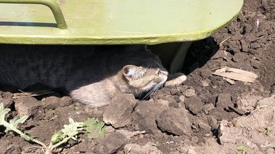 Кішка, яка прийшла на позицію військових ЗСУ