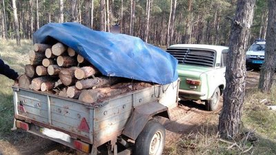 Напиляли дрова сосни для власних потреб: на Херсонщині поліцейські виявили "чорних лісорубів"