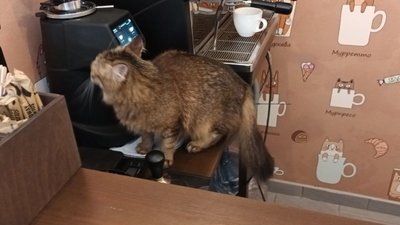 кіт у кафе кіт у кафе