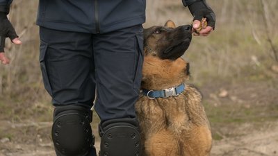 Вівчарка Харті шукає вибухівку, залишену військовими РФ на Сумщині Вівчарка Харті шукає вибухівку, залишену військовими РФ на Сумщині