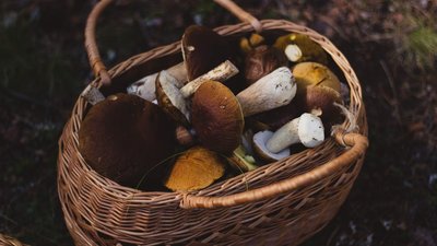 Зібрала, щоб законсервувати. Жителька Новоукраїнського району на Кіровоградщині отруїлася грибами