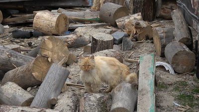 У селі на Житомирщині фіксують наслідки руйнувань, що завдали війська Росії У селі на Житомирщині фіксують наслідки руйнувань, що завдали війська Росії