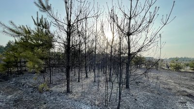 Біля Затуринського кладовища на Полтавщині сталася пожежа Біля Затуринського кладовища на Полтавщині сталася пожежа
