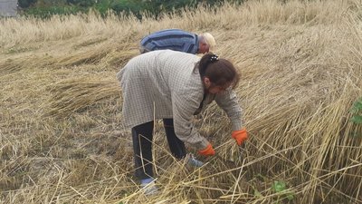 У музеї-скансені на Волині жнуть жито, яким перекриватимуть дах старовинної хати