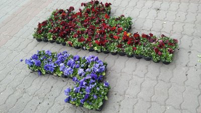 Висаджують квіти та зрізають гілля дерев: у Луцьку комунальники працюють над благоустроєм міста Висаджують квіти та зрізають гілля дерев: у Луцьку комунальники працюють над благоустроєм міста