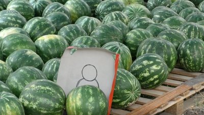 На Херсонщині Держпродспоживслужба перевірила точки продажу баштанних: що виявили На Херсонщині Держпродспоживслужба перевірила точки продажу баштанних: що виявили