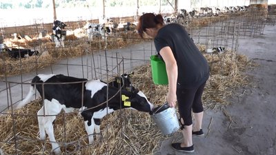 Черкаські фермерські господарства через війну не можуть продати "живий товар" Черкаські фермерські господарства через війну не можуть продати "живий товар"