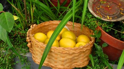 Лимони, ківі та лічі: вінницькі юнати вирощують екзотичні фрукти Лимони, ківі та лічі: вінницькі юнати вирощують екзотичні фрукти