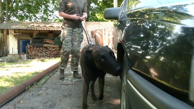 У Рівному кінологи тренують собак шукати вибухівку У Рівному кінологи тренують собак шукати вибухівку