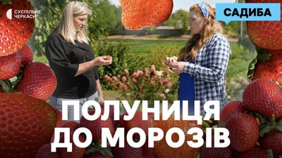 Врожай полуниці без зупинки: правильний догляд та найкращі ремонтантні сорти