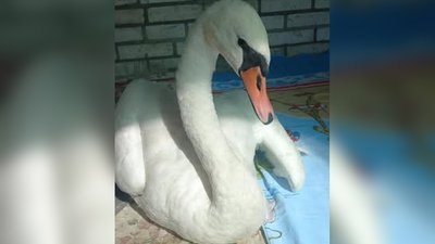 На Запоріжжі врятували лебедя без лапки: йому шукають прихисток