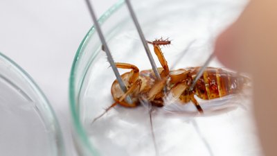 Учені виявили у тарганів антибіотики, які можуть врятивати мільйони життів
