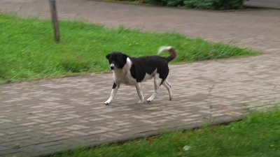 У Житомирі почали рахувати вуличних собак У Житомирі почали рахувати вуличних собак