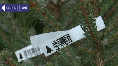 Пере новим роком 2021 на Сумщині вже продали майже 3000 ялинок