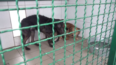 У харків'янки відібрали шість собак, яких не вигулювали та недогодовували У харків'янки відібрали шість собак, яких не вигулювали та недогодовували