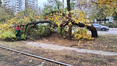 В Одесі через шторм впали понад 150 дерев та великих гілок